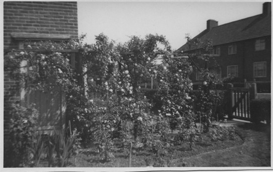 Photo:Roses in the front garden of the Newell residence at 1, Langdon Walk, 1940's