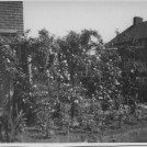 Photo:Roses in the front garden of the Newell residence at 1, Langdon Walk, 1940's